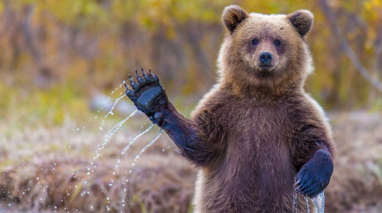 Неочікуваний пасажир: в аеропорту Дубая з літака втік ведмідь