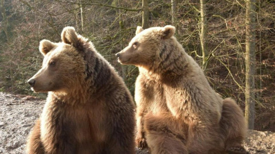 Насолоджуються сонцем: у Карпатах почали прокидатися ведмеді