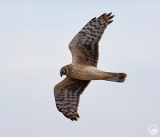 На території Чорнобильської зони відчуження помітили рідкісного хижого птаха