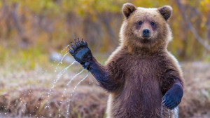 Неочікуваний пасажир: в аеропорту Дубая з літака втік ведмідь